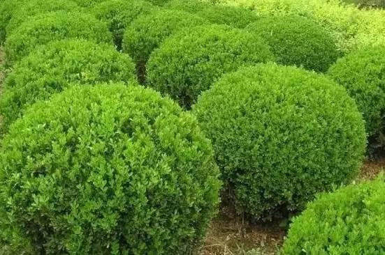 喬、灌木類植物的養(yǎng)護要點，看看凱蒂分享的這6點！