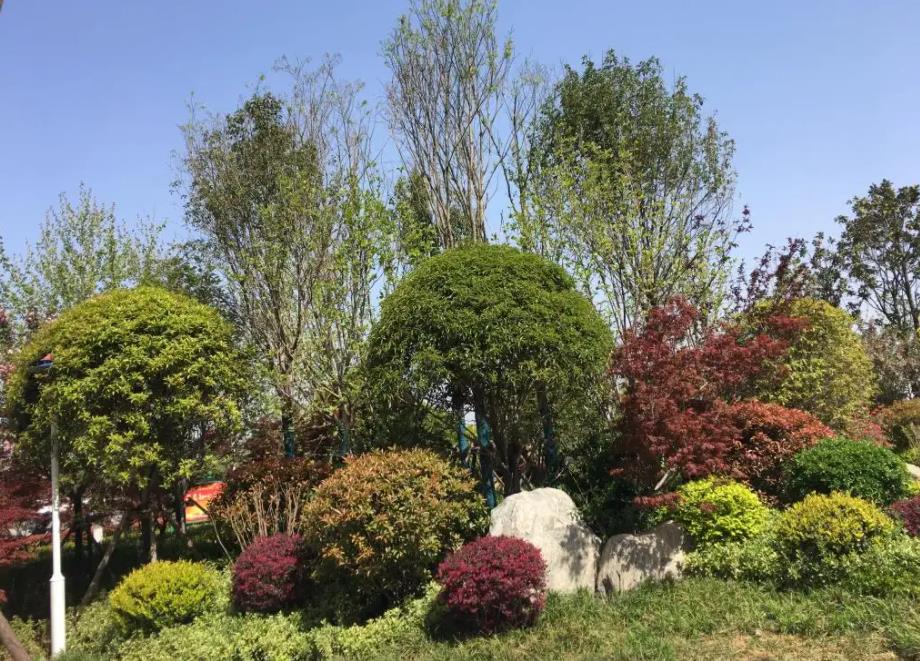春季氣溫開始回升，襄陽園林綠化公司做好這些養(yǎng)護(hù)舉措，苗木來年存活好，長枝快