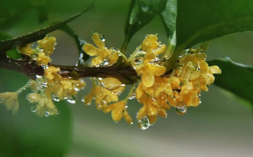 春季桂花移栽修剪有訣竅，襄陽園林綠化公司親傳經(jīng)驗(yàn)，來年花多枝密長勢(shì)好