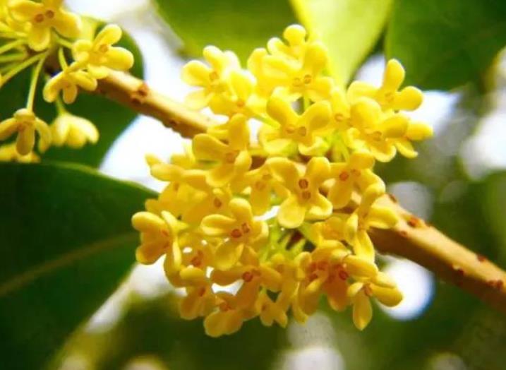 園林綠化zui愛(ài)的10種“花香之樹(shù)”！