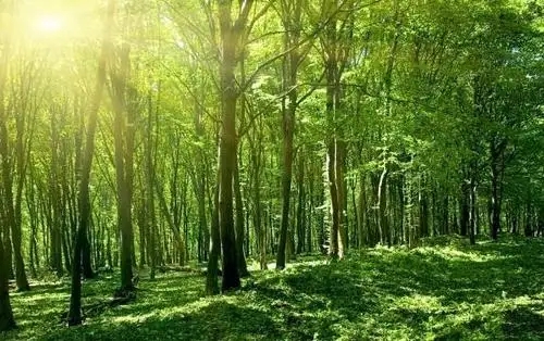 《全國天然林保護(hù)修復(fù)中長期規(guī)劃》通過專家評(píng)審