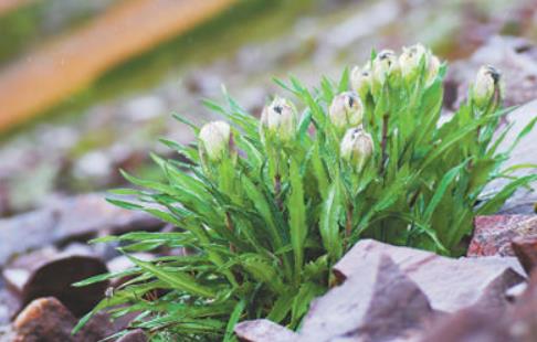 冰天雪地，為何也有植物開花？